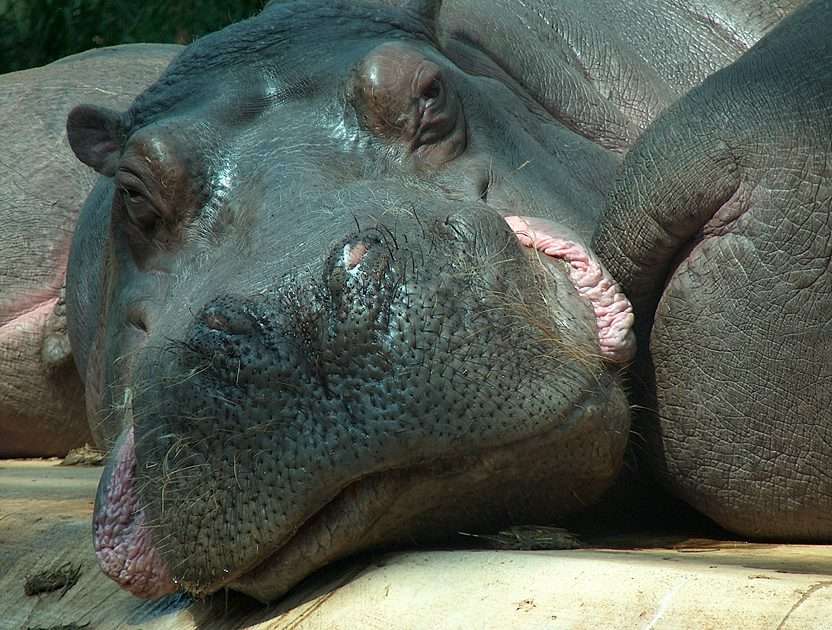 Hipopotam puzzle online ze zdjęcia
