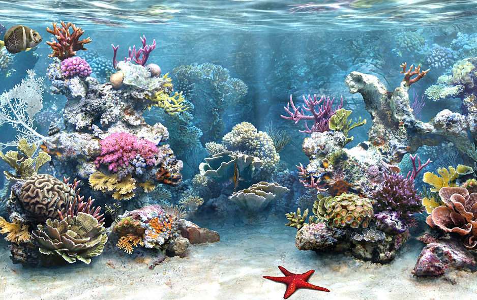 rafa koralowa puzzle ze zdjęcia