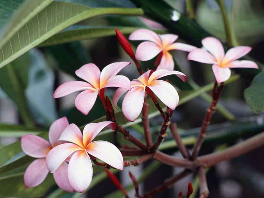 kwiat frangipani puzzle online