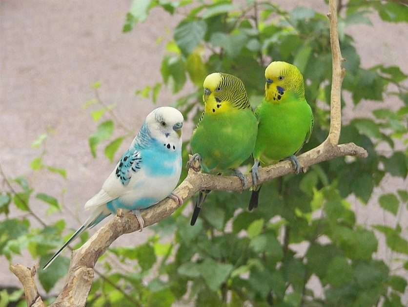 Papużki falise puzzle online