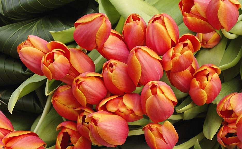 tulipany puzzle