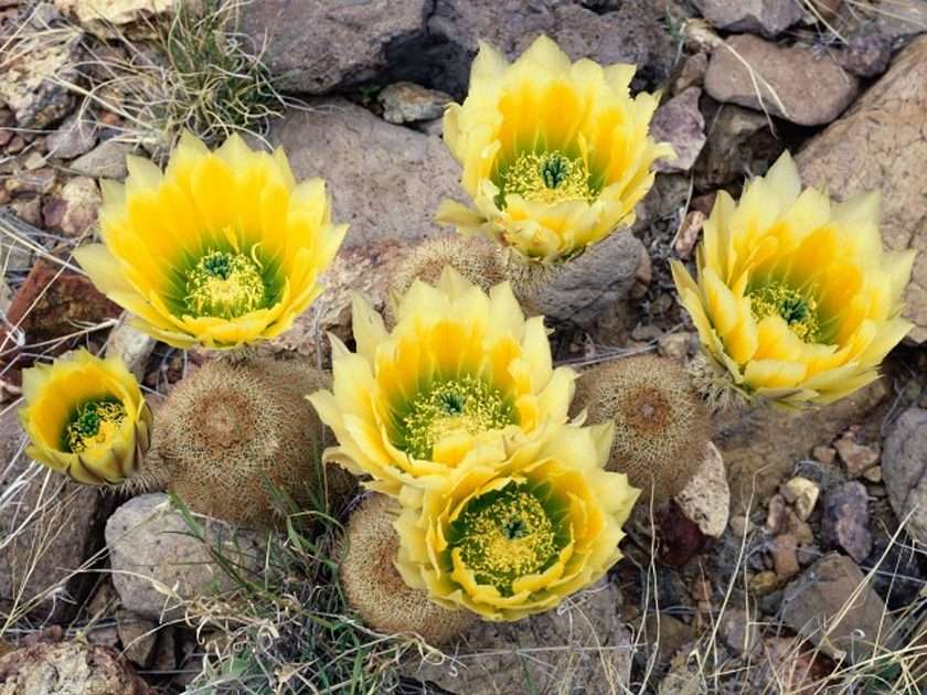 Bisnaga Cactus Mexican Flora puzzle online ze zdjęcia