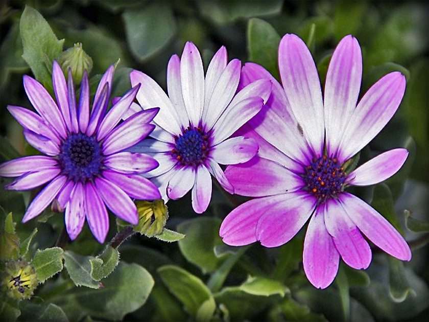 rabatkowe kwiatki puzzle online ze zdjęcia
