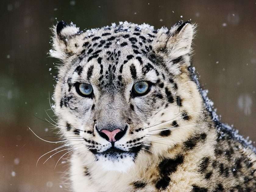 snow leopard puzzle online