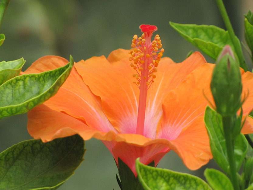 Pomarańczowy kwiat puzzle online