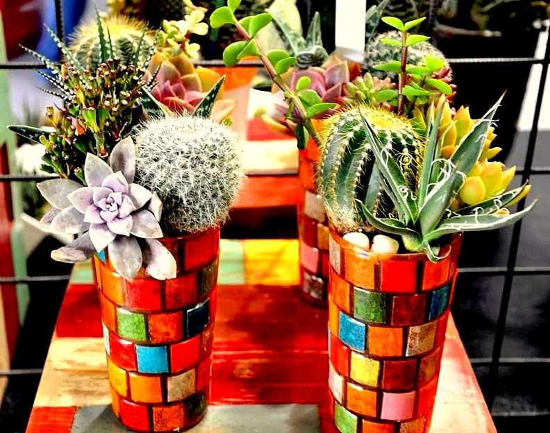 Kaktusy puzzle online ze zdjęcia