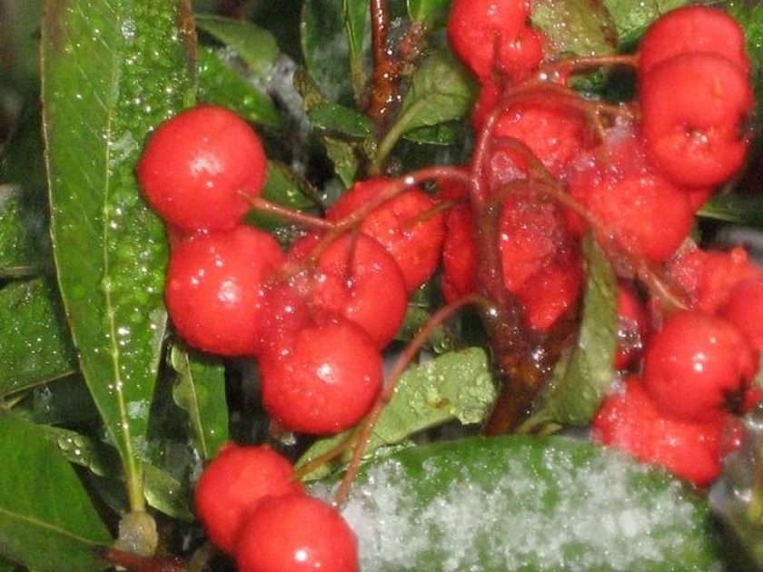 owoce w lodzie puzzle online