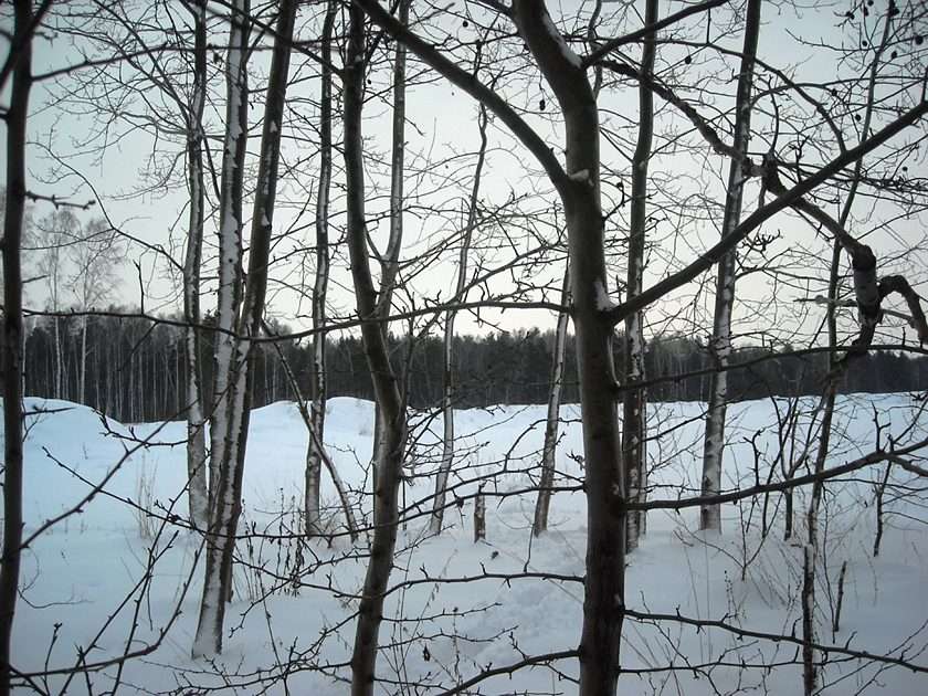 Zima w lesie puzzle online