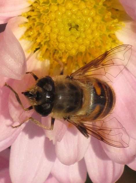 Pszczółka puzzle online