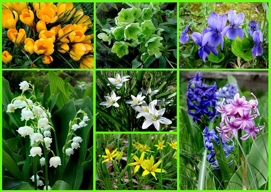 WIOSNA pierwsze kwiaty puzzle online