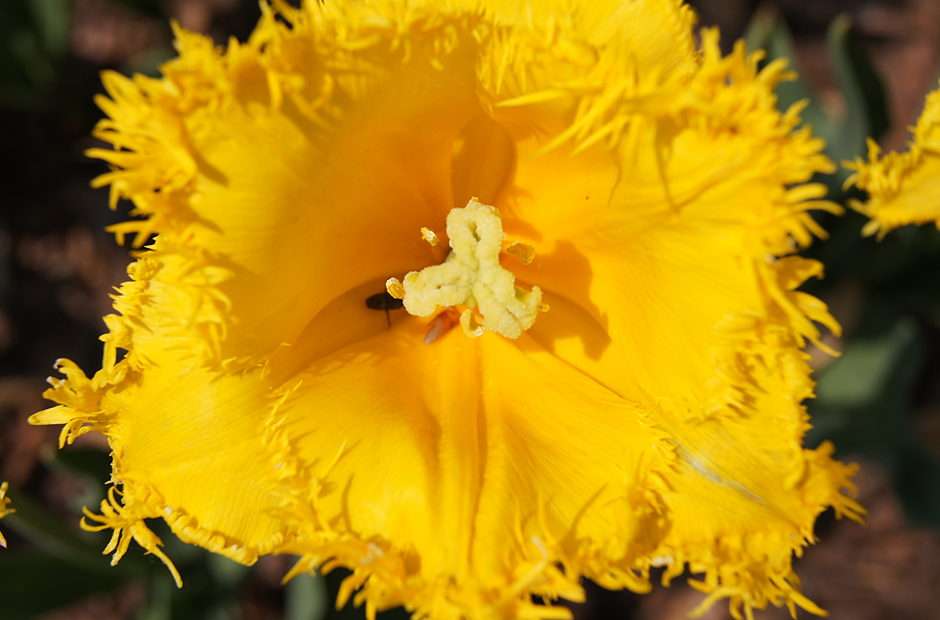 żółty tulipan puzzle online ze zdjęcia