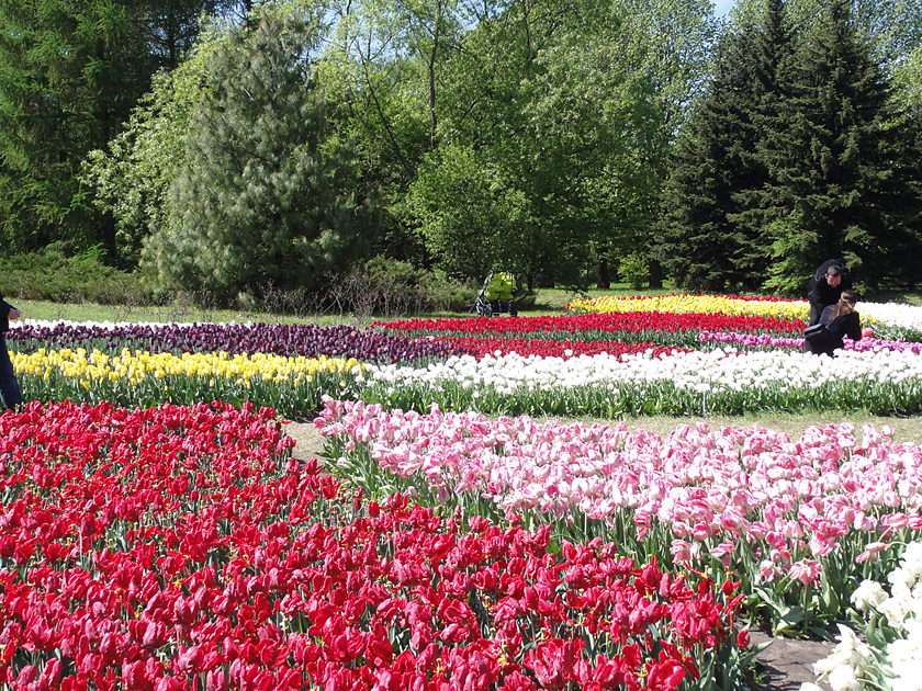 Tulipany - Łódzki Ogród Botaniczny puzzle
