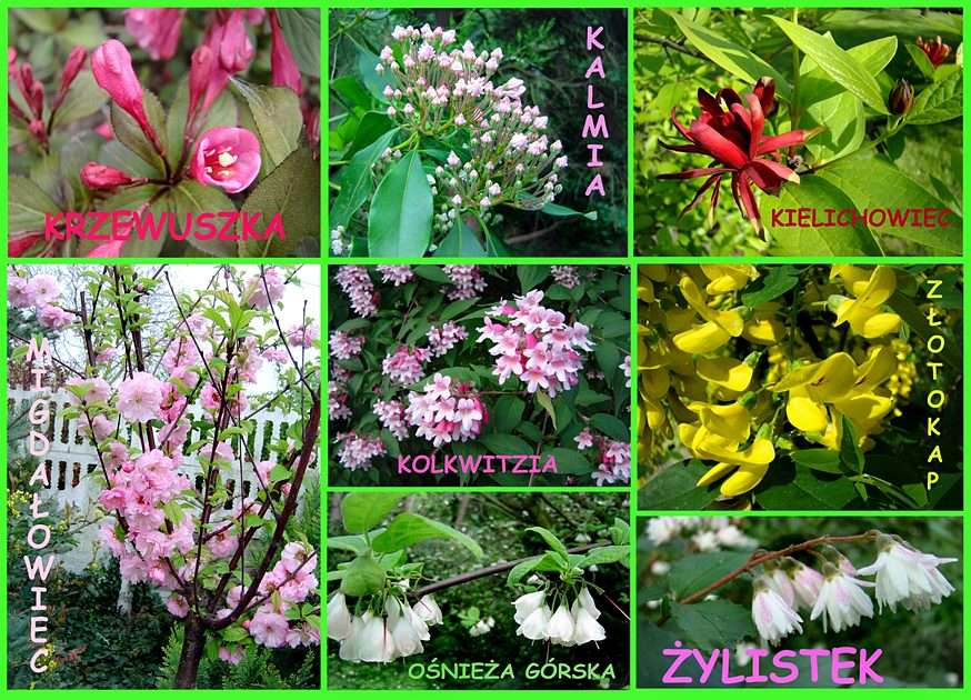Dalej kwitnące krzewy puzzle online