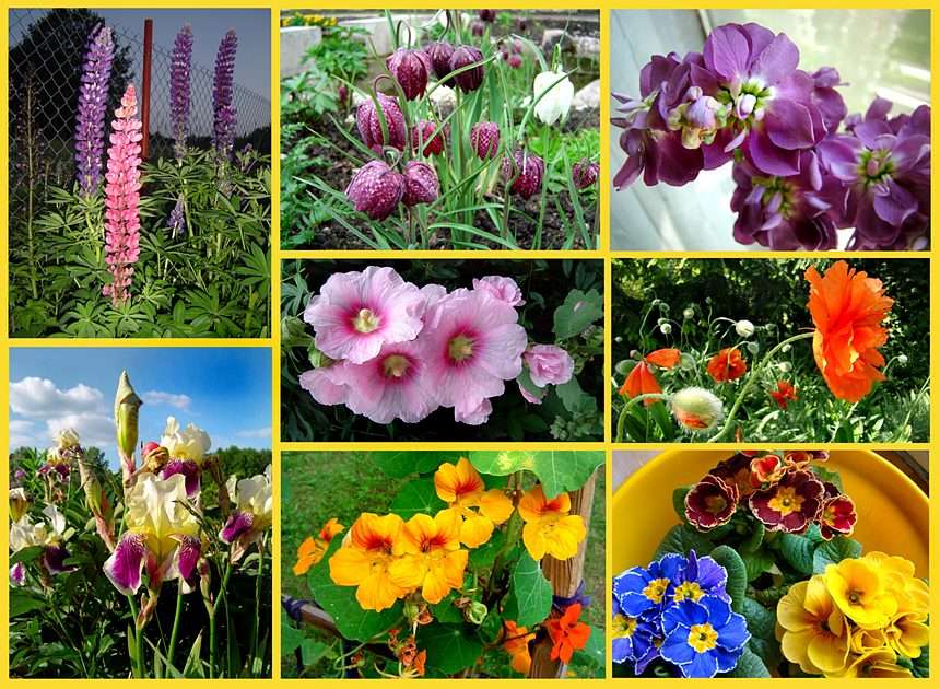 I dalszy ciąg kwiatów wiosennych puzzle online ze zdjęcia