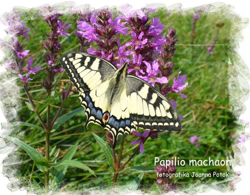 Motyl Papilio machaon - Paź królowej puzzle