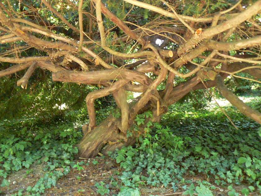 Dziwne drzewo puzzle online ze zdjęcia