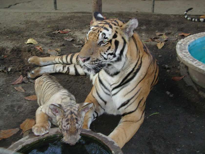 Tygrys mama i mały tygrys puzzle online ze zdjęcia