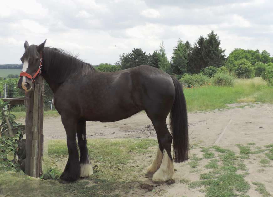 Anouk. Shire Horse puzzle online ze zdjęcia