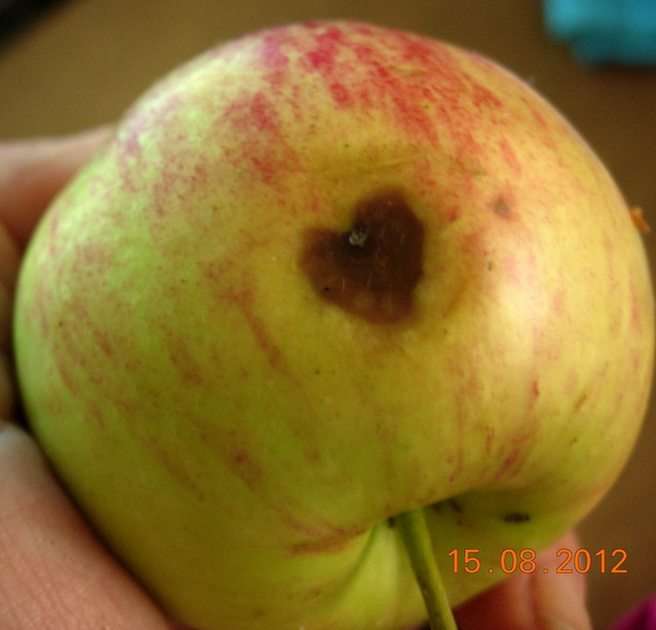 Jabłko z sercem. puzzle online