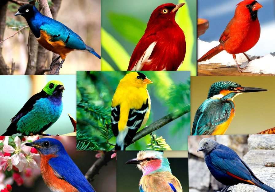 Ptaszki puzzle online ze zdjęcia