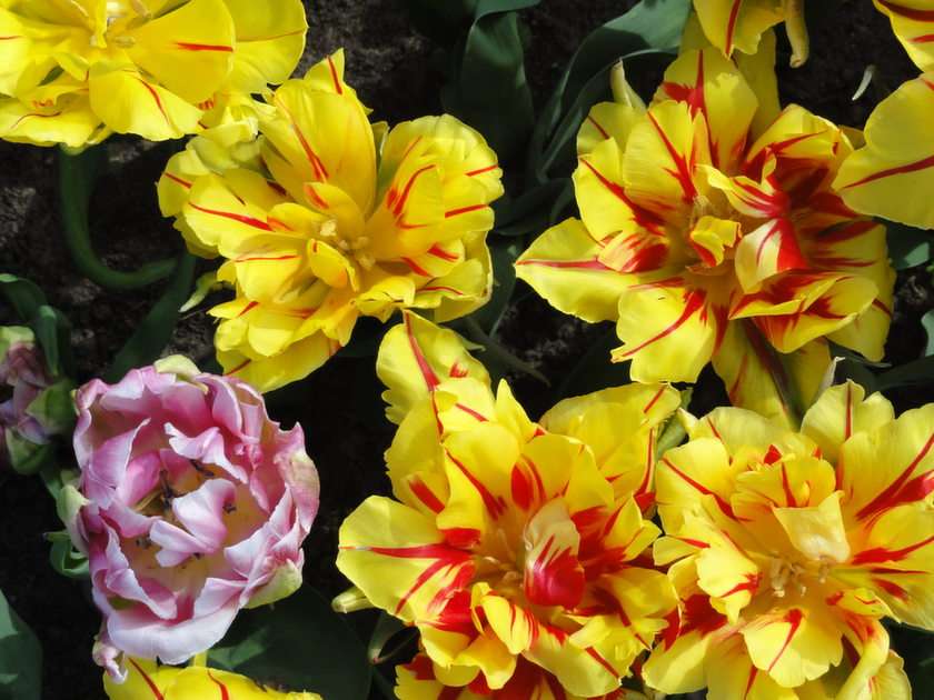 Tulipany I. puzzle online ze zdjęcia
