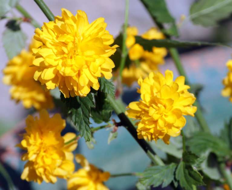 kwiatuszki puzzle online ze zdjęcia