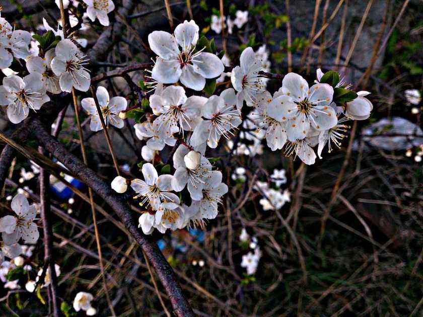 Kwiaty wiśni puzzle online ze zdjęcia