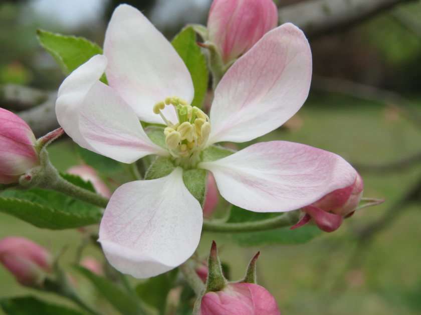 Kwiat Jabłoni puzzle online ze zdjęcia