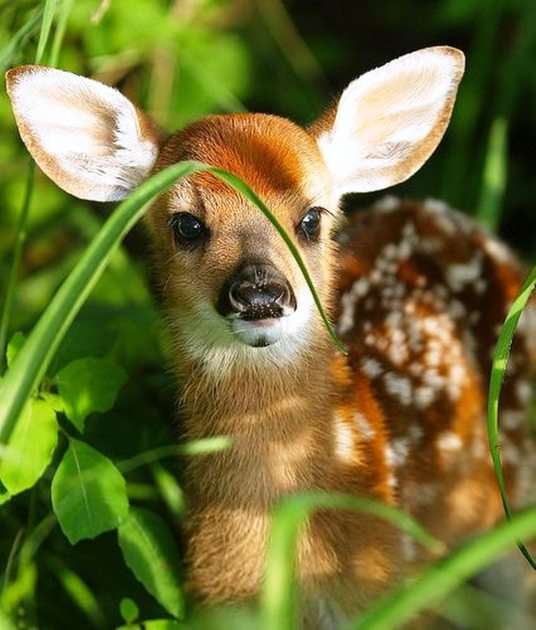 Bambi puzzle online ze zdjęcia