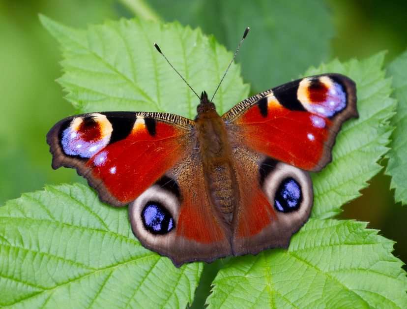 obraz motyla puzzle online