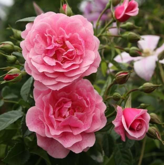 róże puzzle online ze zdjęcia