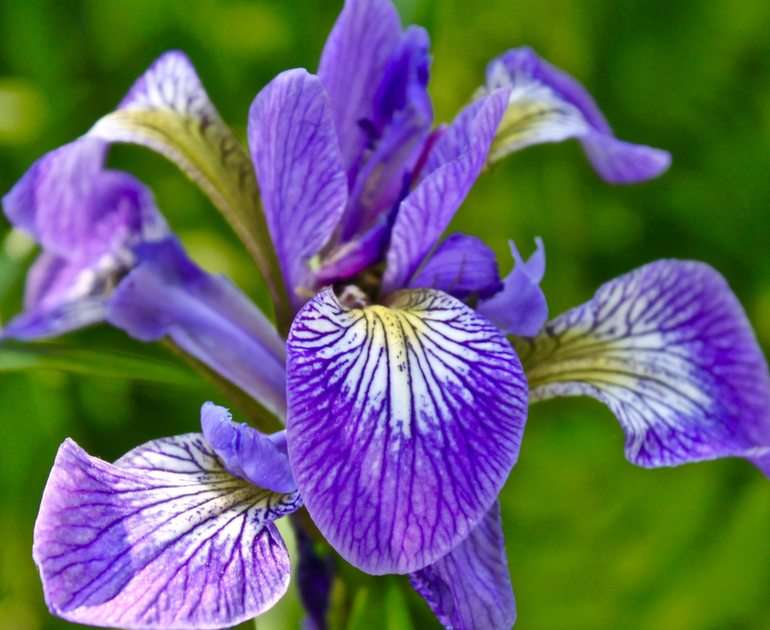 Wild Iris Germanica puzzle online