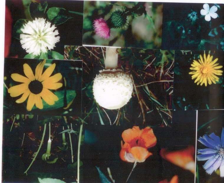 KwiatyKolaż puzzle online