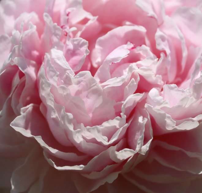 Różowa piwonia puzzle online ze zdjęcia