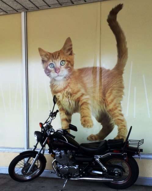 Kot na rowerze puzzle ze zdjęcia