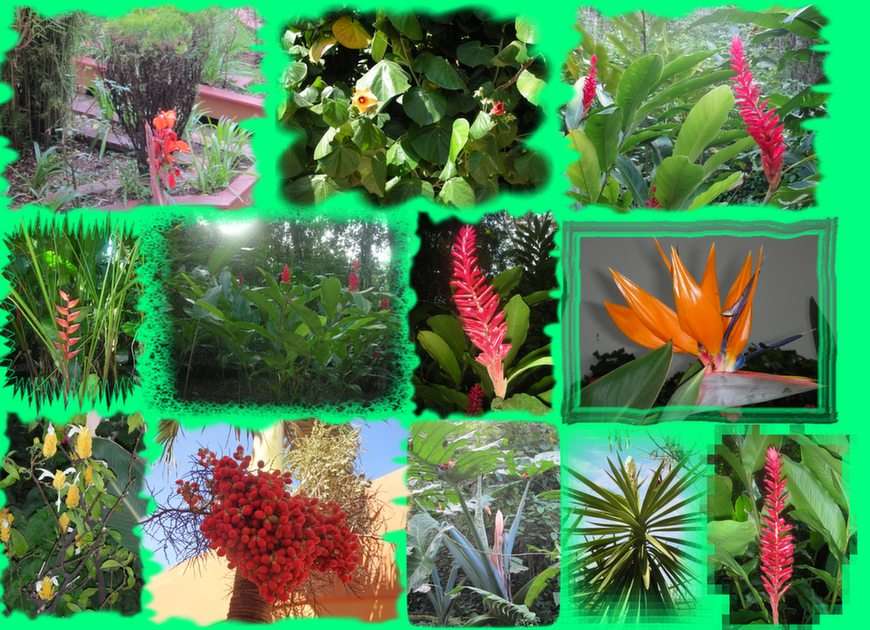 collage kwiatowy puzzle online ze zdjęcia