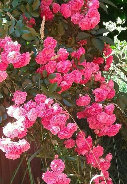 Róże na altanie. puzzle online