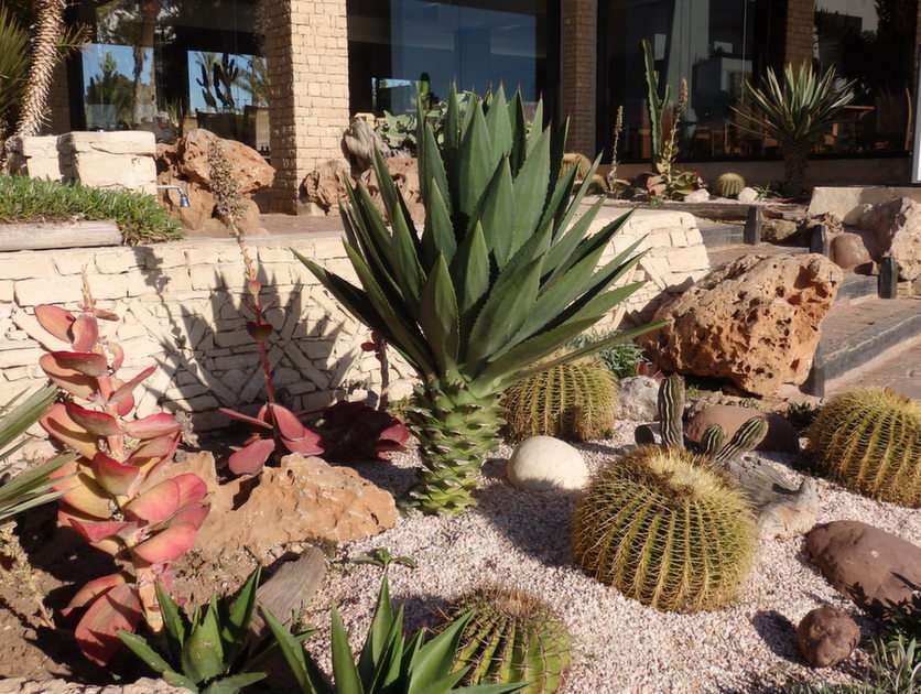 kaktusy puzzle online ze zdjęcia