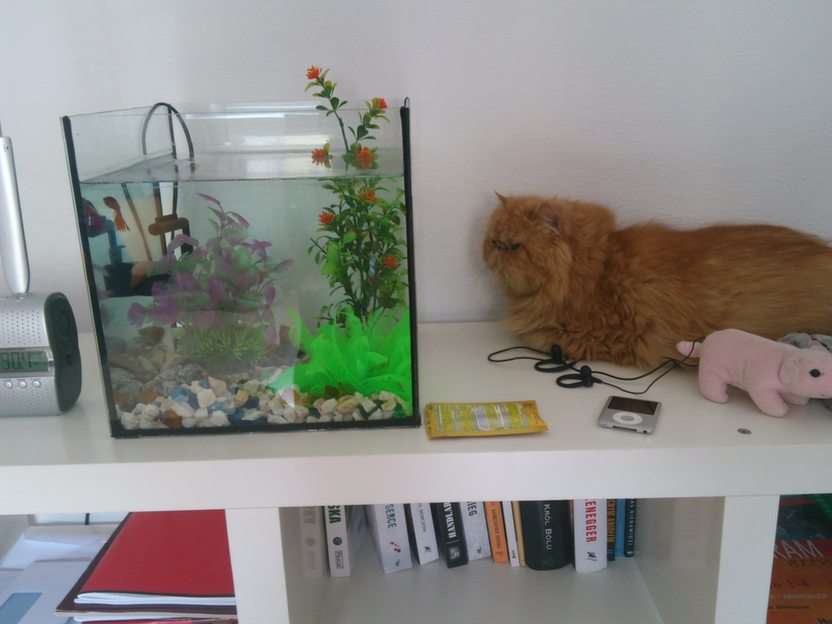 Kot i rybka puzzle online ze zdjęcia