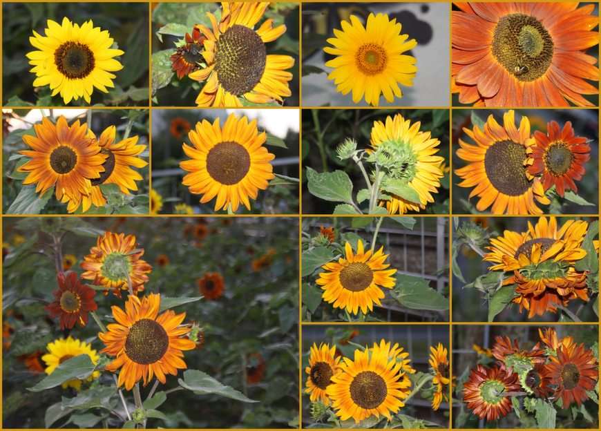 słoneczniki - kolaż puzzle online ze zdjęcia