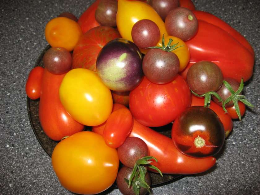 kolorowe pomidorki puzzle ze zdjęcia