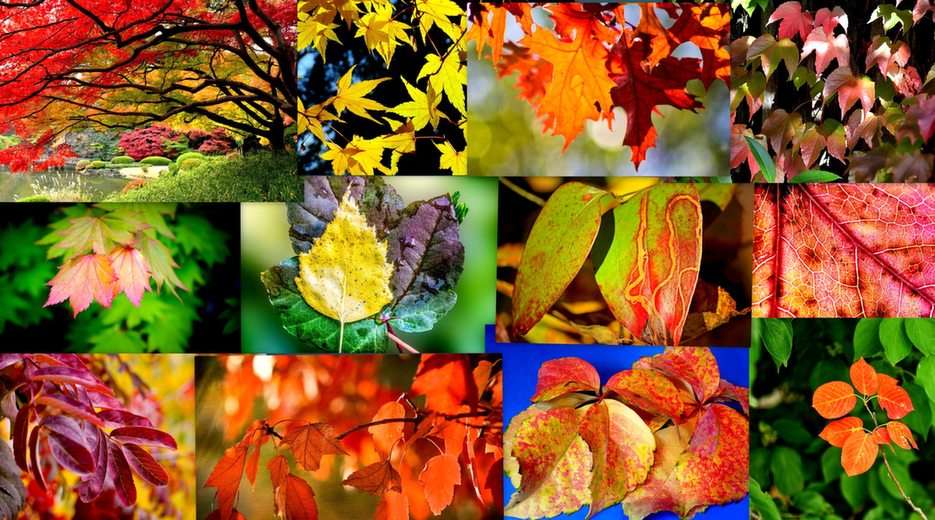 Collage jesienny puzzle online