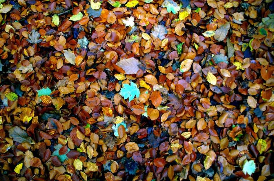 Jesienne liście puzzle online ze zdjęcia