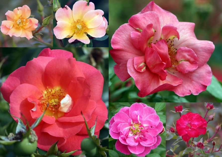 róże puzzle online ze zdjęcia