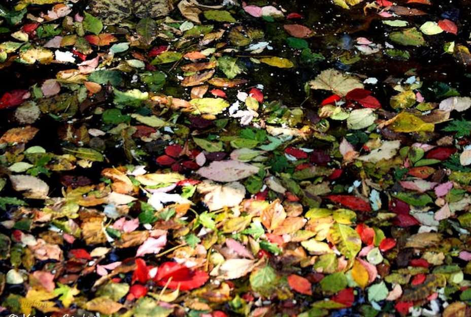 Jesienne liście puzzle online ze zdjęcia