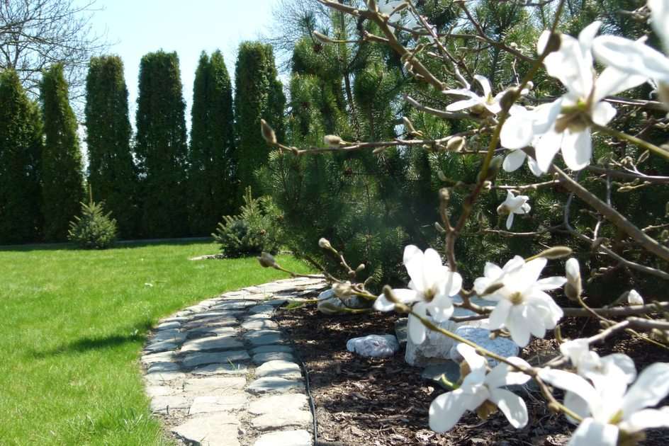 kwitnąca magnolia puzzle online
