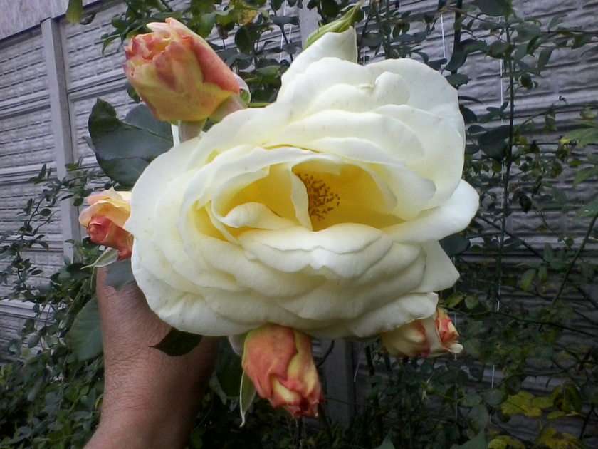 Pnąca róża puzzle online ze zdjęcia