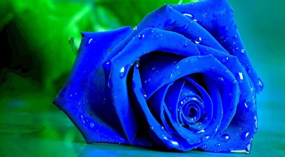 Blue Rose puzzle online