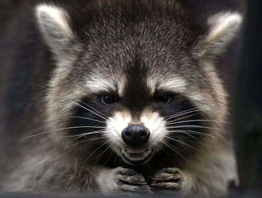 Funny Racoon puzzle online