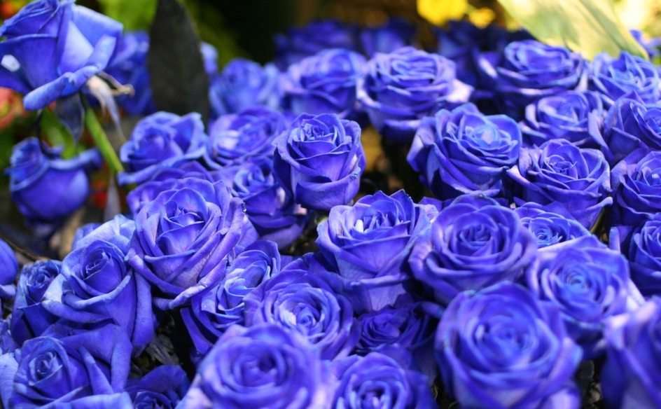 Błękitne róże puzzle online